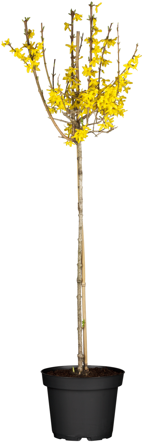 Synonym (alte Bezeichnung): Forsythia 'Lynwood Gold'; hier im Topf; pflegeleicht; Einsatzmöglichkeit z.B. : Bienenweide;;mit zeitnaher Lieferung