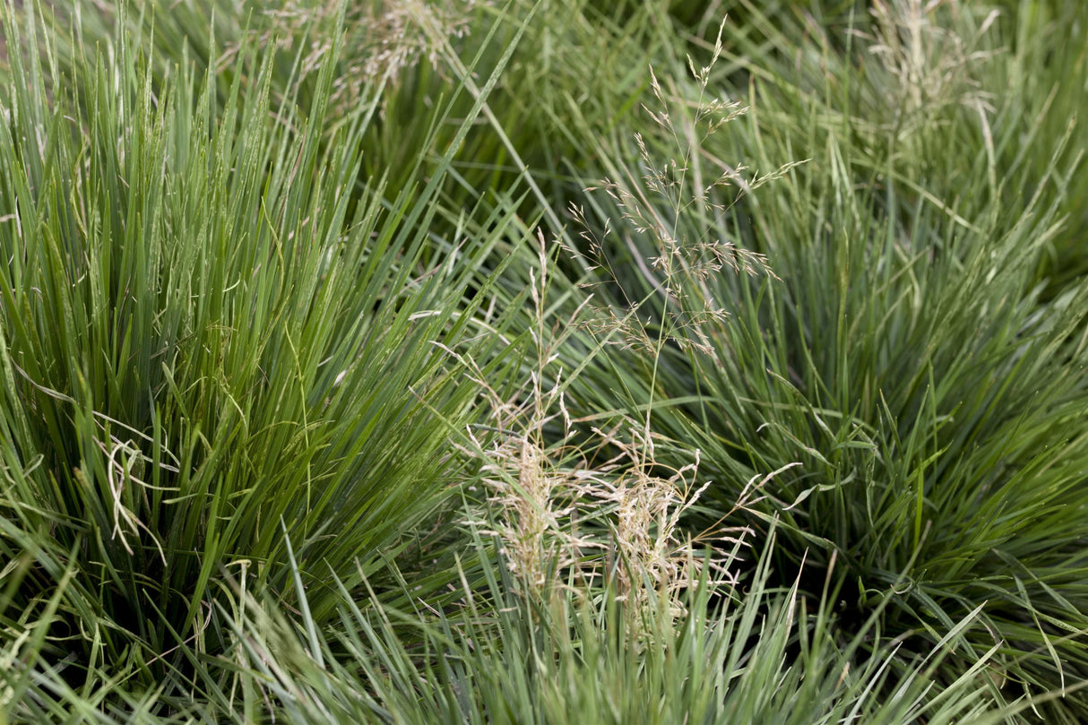 Deschampsia cespitosa 'Tardiflora' ;;ab 4,95 Euro