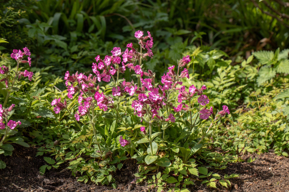 Silene dioica mit Blüte; Einsatz: ;;ab 3,90 Euro