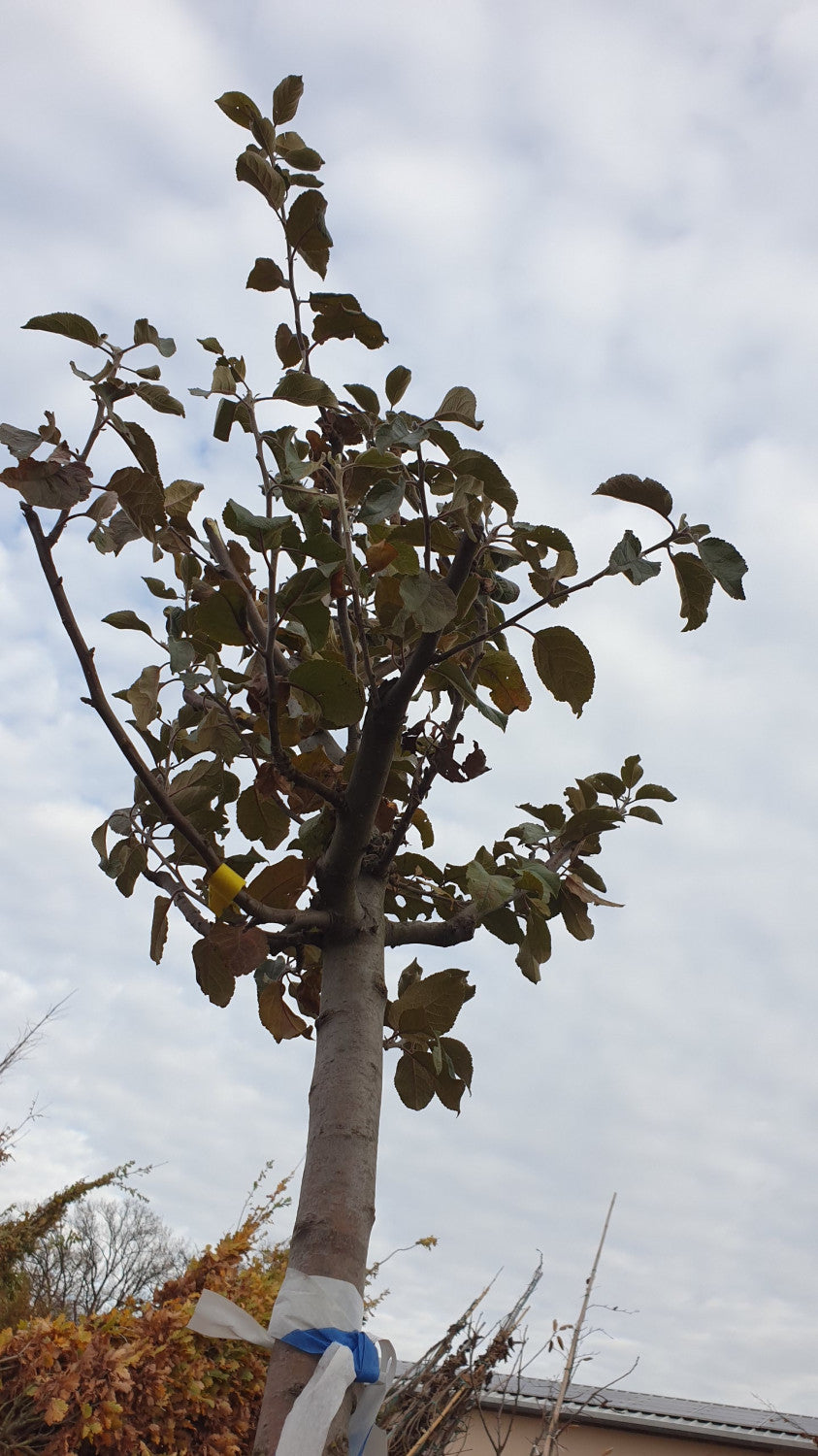 Berlepschapfel; vorbereitet für Versand; aromatische Früchte; Einsatzmöglichkeit z.B. : Streuobstwiese;;mit zeitnaher Lieferung