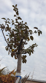 Berlepschapfel; vorbereitet für Versand; aromatische Früchte; Einsatzmöglichkeit z.B. : Streuobstwiese;;mit zeitnaher Lieferung