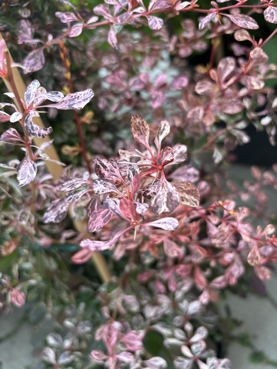 japanische berberitze 'rose glow' pflegeleicht;;mit zeitnaher Lieferung