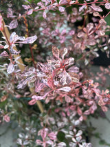 japanische berberitze 'rose glow' pflegeleicht;;mit zeitnaher Lieferung