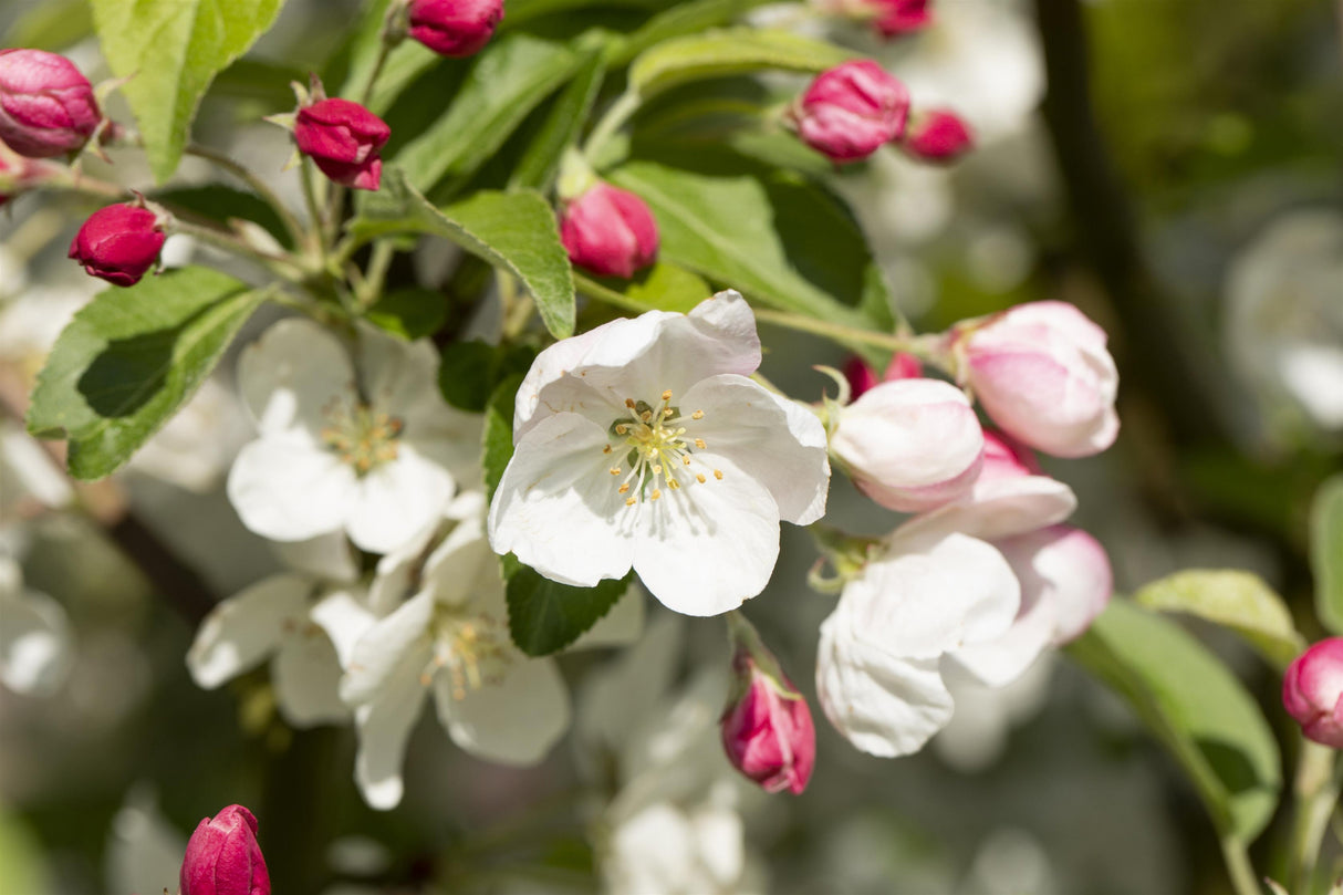 Malus 'Evereste' mit Blüte; Einsatz: Heckenpflanzepflegeleicht;;mit zeitnaher Lieferung