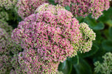 Sedum telephium; hier mit Blüte; schneckensicher (schneckenresistent); Einsatzmöglichkeit z.B. : Steingärten;;ab 0,00 Euro