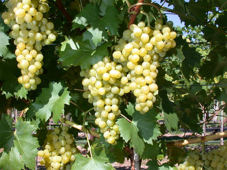 Vitis 'Seyval Blanc' mit Früchten, erhältlich von 80-100 bis 80-100 cm; Einsatz: , ;;ab 16,20 Euro
