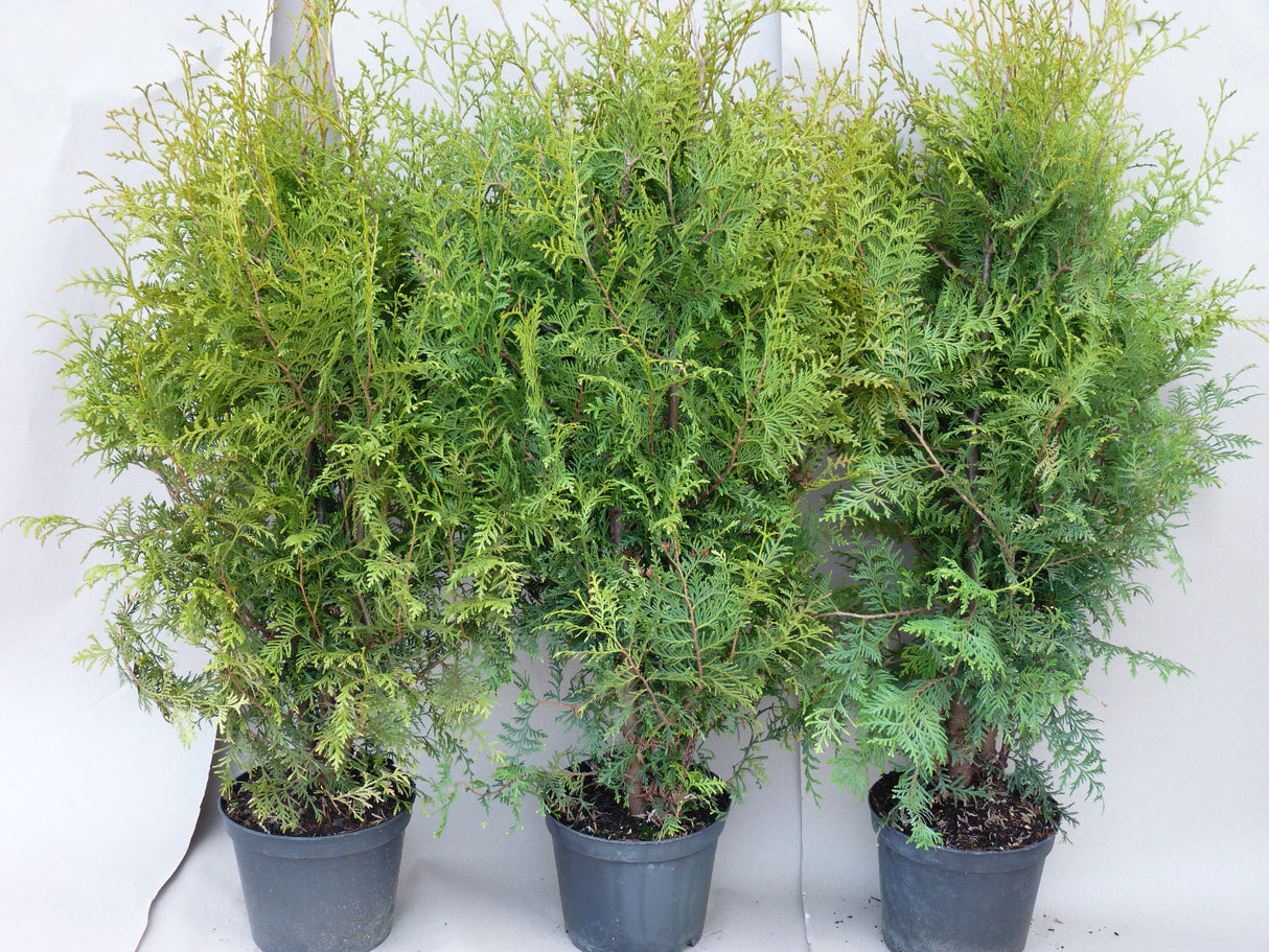 thuja 'brabant' als Pflanze im Beet; Einsatz: Sichtschutzimmergrün;;mit zeitnaher Lieferung