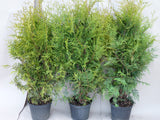 thuja 'brabant' als Pflanze im Beet; Einsatz: Sichtschutzimmergrün;;mit zeitnaher Lieferung