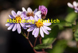 Genaues Foto für Aster ageratoides 'Asran' folgt; dieses ähnliche Bild dient der Illustration von Ageratum-ähnliche Garten-Aster