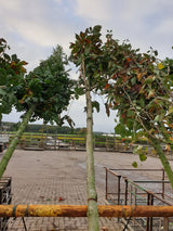 Aesculus hippocastanum; vorbereitet für Versand; langlebig; Einsatzmöglichkeit z.B. : Schattenspender;;ab 1,58 Euro