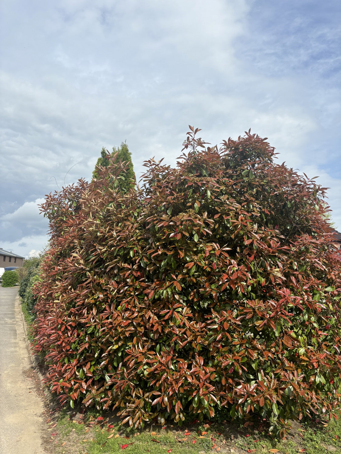 Photinia fraseri 'Red Robin' als Hecke, erhältlich von 40-60 bis 175-200 cm;;ab 21,00 Euro