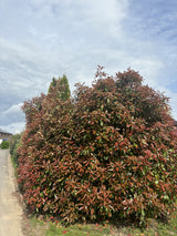 Photinia fraseri 'Red Robin' als Hecke, erhältlich von 40-60 bis 175-200 cm;;ab 21,00 Euro