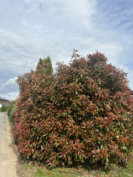 Photinia fraseri 'Red Robin' als Hecke, erhältlich von 40-60 bis 175-200 cm;;ab 21,00 Euro