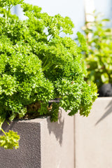 Petroselinum crispum , ;;ab 2,94 Euro