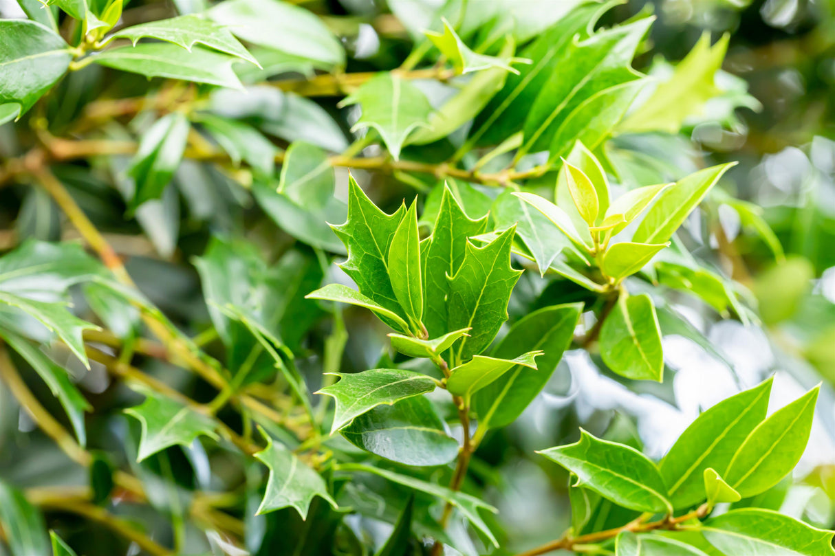 Osmanthus heterophyllus mit Belaubung, erhältlich von 40-50 bis 40-50 cm; Einsatz: ;;ab 26,60 Euro