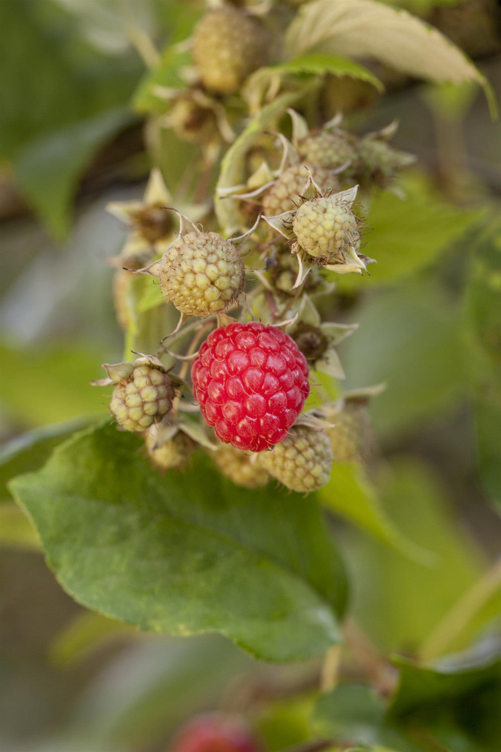 Rubus id. 'Marwe' mit Früchten; Einsatz: ;;ab 20,40 Euro