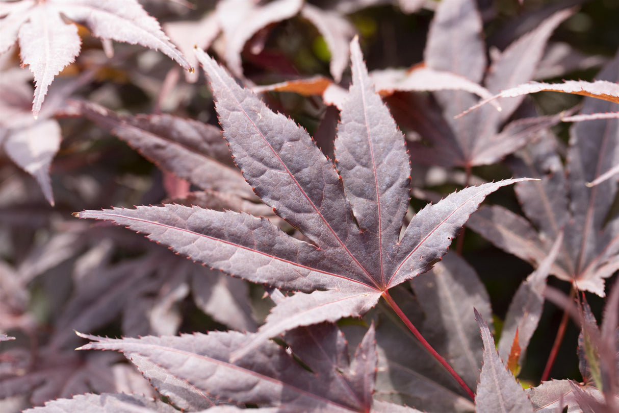japanischer ahorn 'atropurpureum' mit Belaubung; Einsatz: Kübelpflanzedekoratives Blattwerk;;mit zeitnaher Lieferung