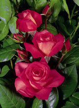 Rosa 'Shogun' KL; hier mit Blüte; winterhart; Einsatzmöglichkeit z.B. : Rankgitter; verfügbar in 2 Größen und Varianten;;ab 15,00 Euro