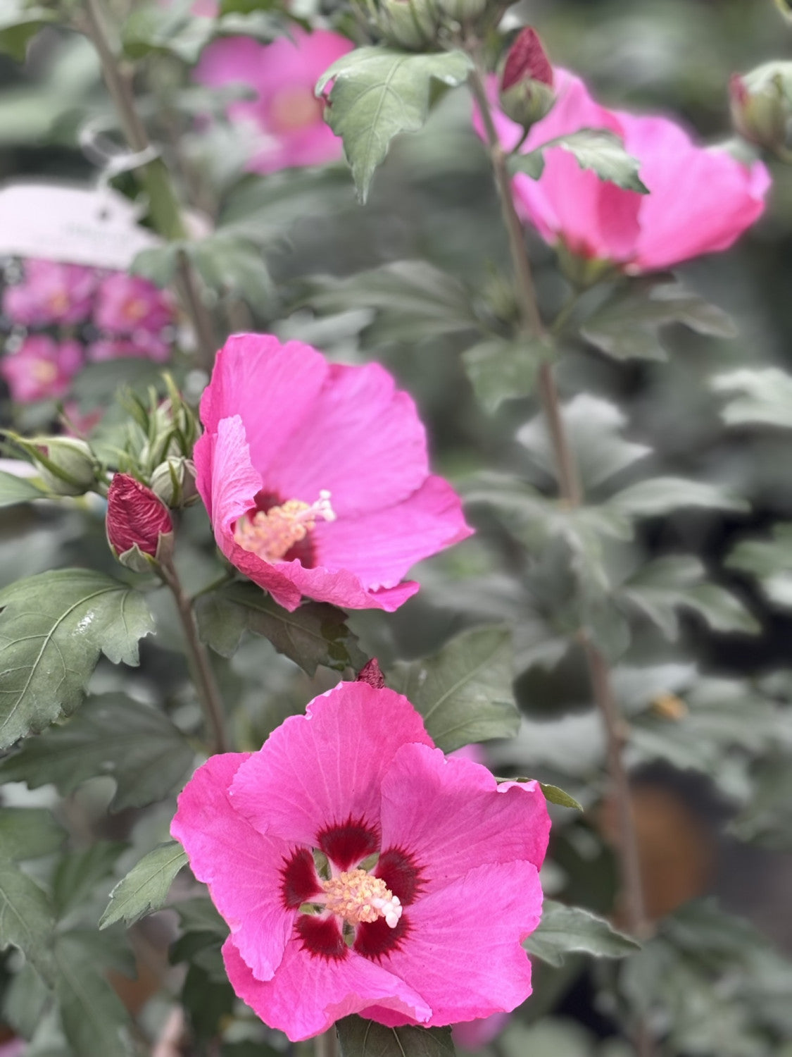 Straucheibisch 'Woodbridge' mit Blüte, erhältlich als: Solitär, Stämmchen; Einsatz: Solitärgehölzpflegeleicht;;günstig mit Qualität
