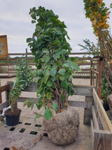 Hohe Scheinhasel; vorbereitet für Versand; winterhart; Einsatzmöglichkeit z.B. : gartenpflanze; erhältlich von 40-60 bis 80-100 cm;;hier kaufen