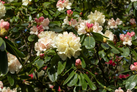 Rhododendron Hybr. 'Ehrengold' mit Blüte, erhältlich von 40-50 bis 90-100 cm; Einsatz: ;;ab 47,20 Euro