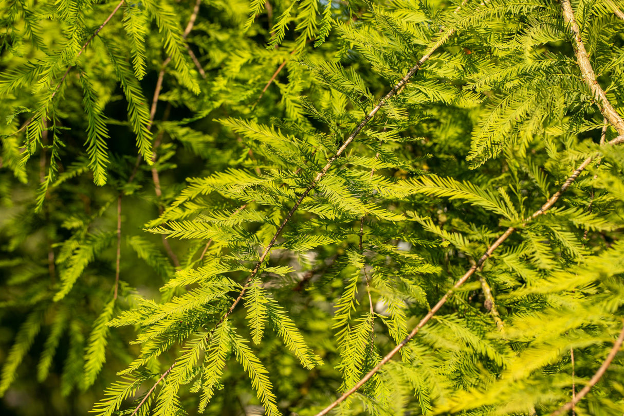 Taxodium distichum mit Belaubung, erhältlich von 40-60 bis 200-225 cm; Einsatz: ;;ab 21,50 Euro