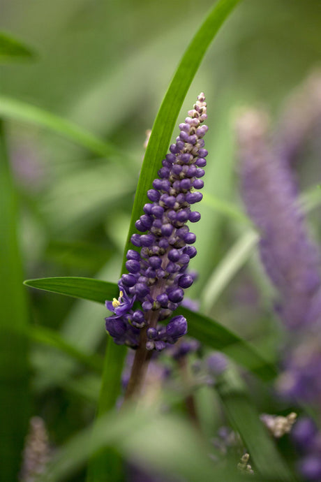 Liriope muscari mit Blüte; Einsatz: ;;ab 8,50 Euro