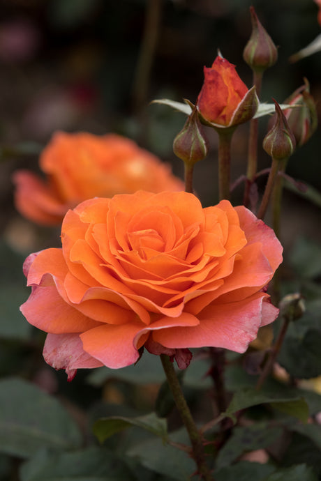 Rosa 'Tea Time' TH mit Blüte; Einsatz: ;;ab 8,10 Euro