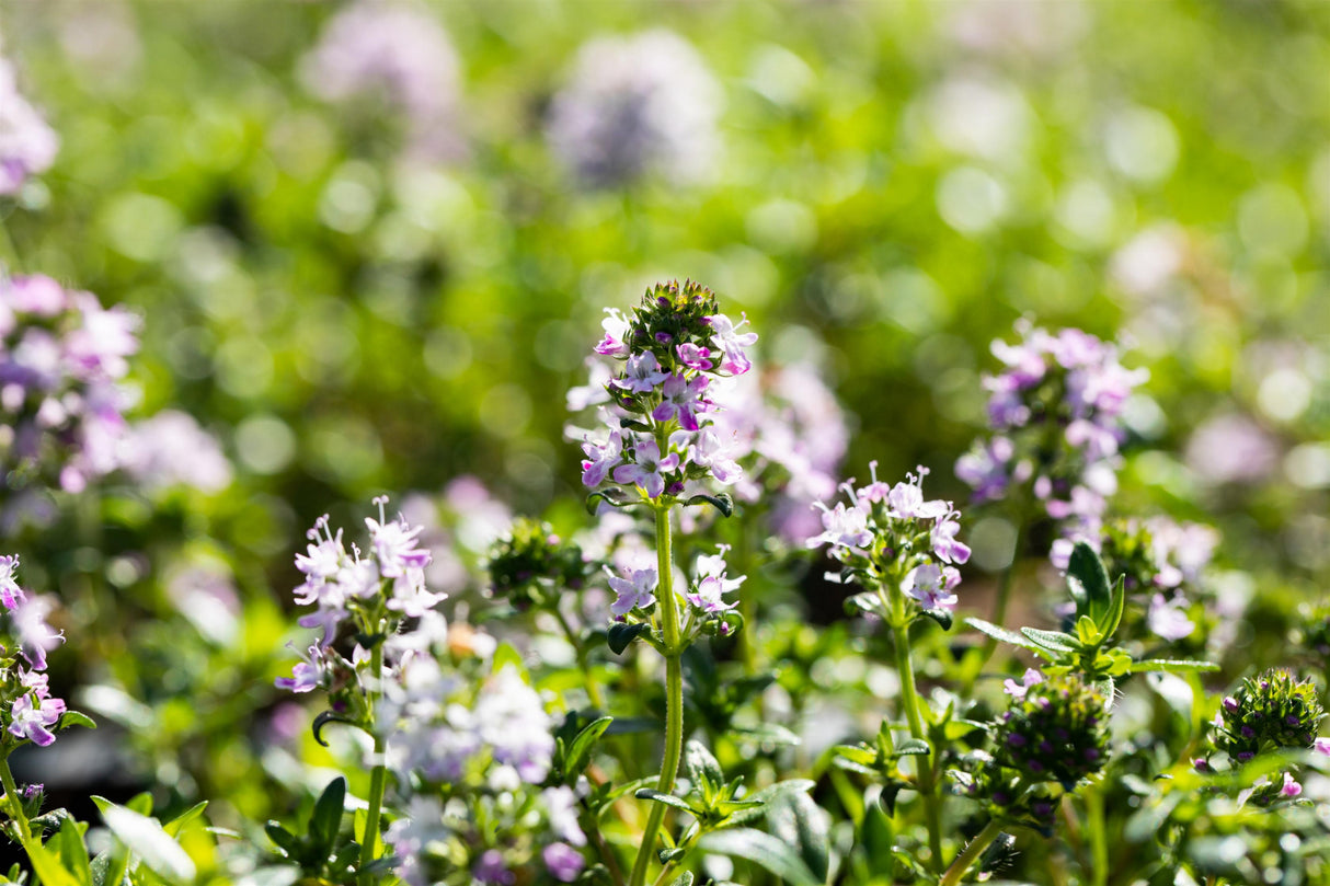 Thymus longicaulis 'Odoratus' mit Blüte; Einsatz: ;;ab 4,60 Euro