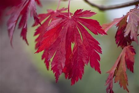 japanischer ahorn mit Herbstlaub; Einsatz: japanischer gartendekoratives Laub;;mit zeitnaher Lieferung
