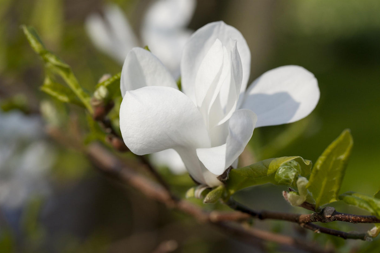Magnolia soulangiana 'Lennei Alba' mit Blüte, erhältlich von 40-60 bis 175-200 cm; Einsatz: ;;ab 35,60 Euro