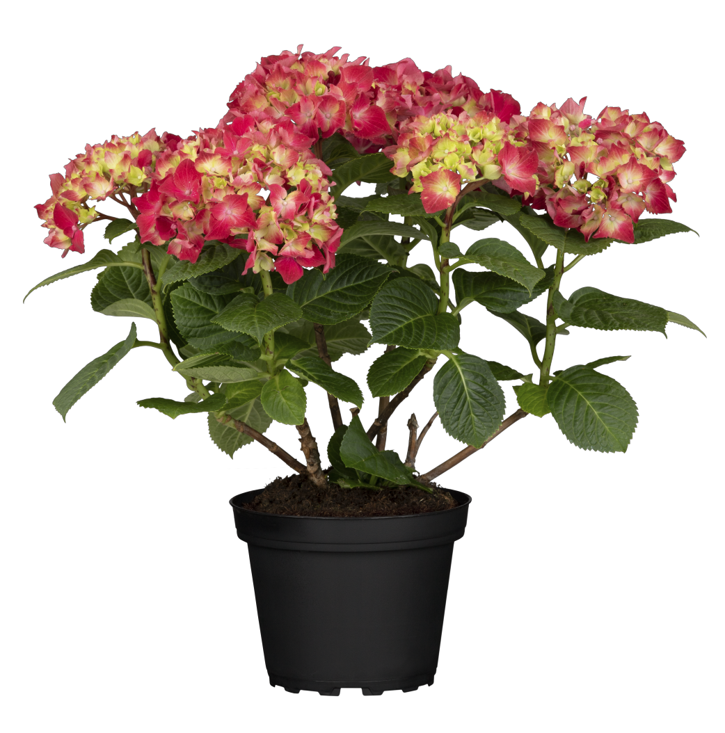 Hydrangea macrophylla 'Leuchtfeuer' , erhältlich von 40-60 bis 80-100 cm;;ab 58,00 Euro