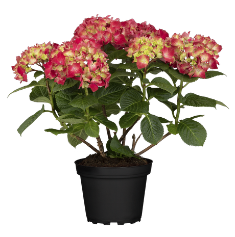 Hydrangea macrophylla 'Leuchtfeuer' , erhältlich von 40-60 bis 80-100 cm;;ab 58,00 Euro
