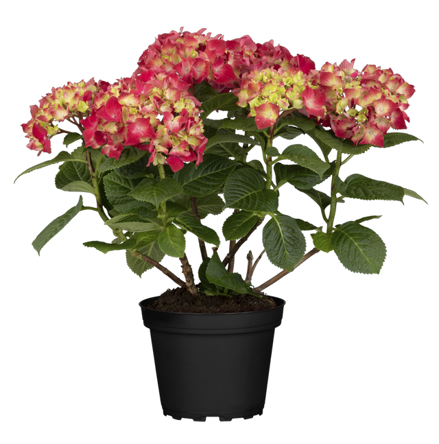 Hydrangea macrophylla 'Leuchtfeuer' , erhältlich von 40-60 bis 80-100 cm;;ab 58,00 Euro