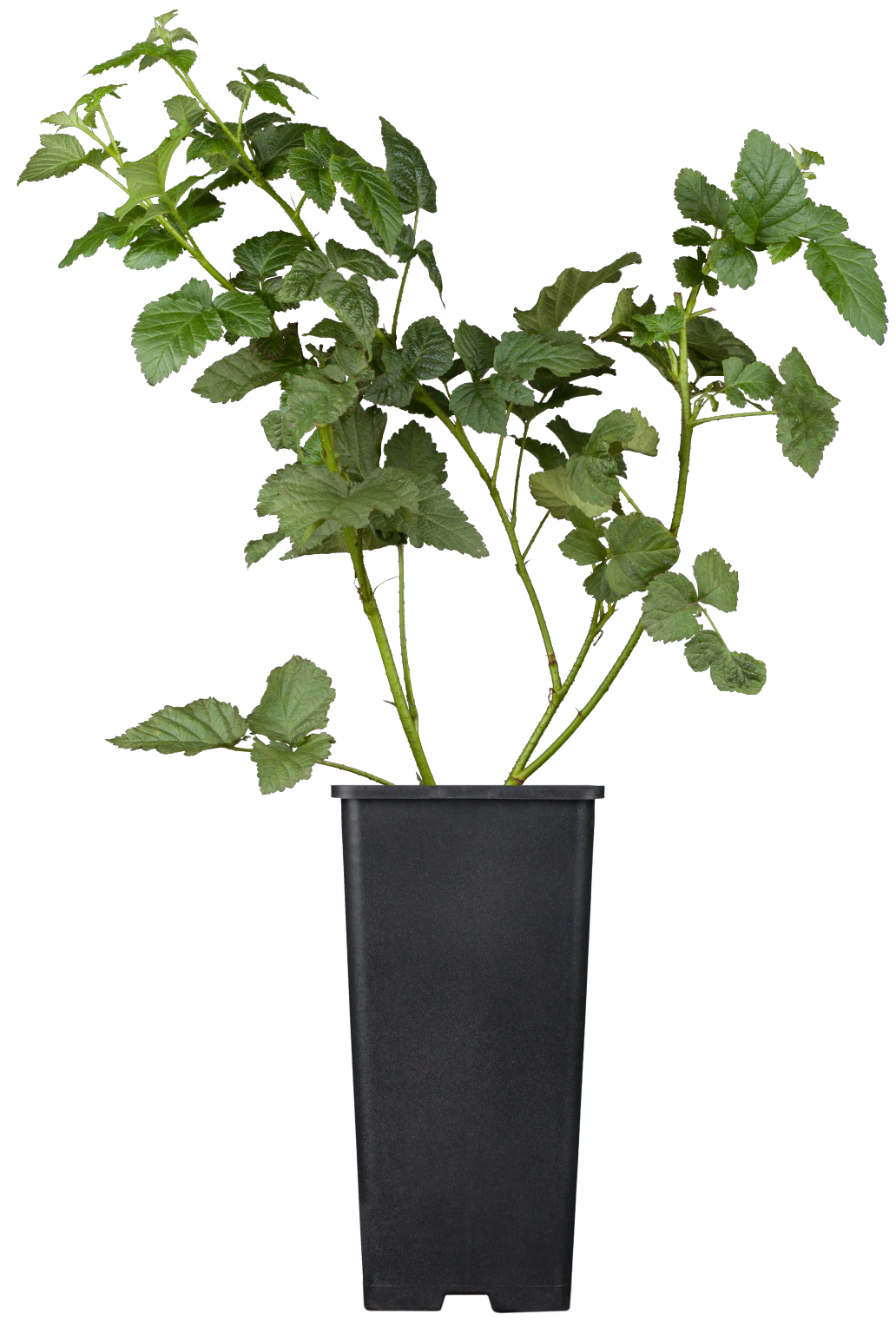 Rubus 'Tayberry Medana' im Topf; Einsatz: ;;ab 20,40 Euro