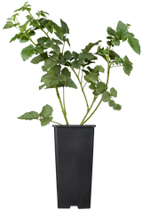 Rubus 'Tayberry Medana'; hier im Topf; gute Erträge; Einsatzmöglichkeit z.B. : Obstpflanze;;ab 28,40 Euro