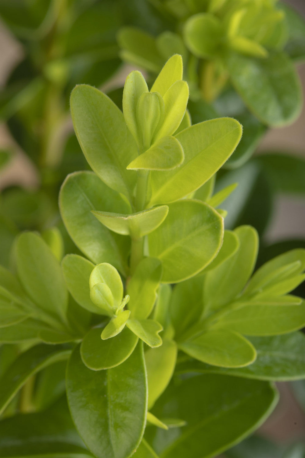 Buxus microphylla 'Faulkner' , erhältlich von 15-20 bis 60-80 cm;;ab 9,30 Euro