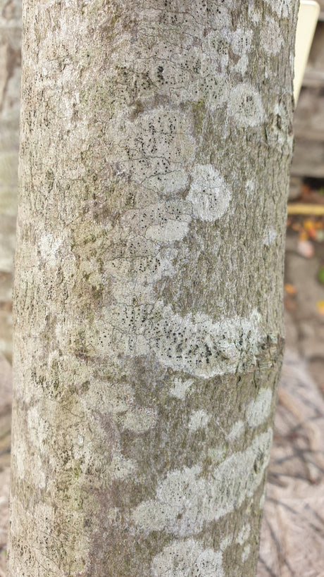 Rotahorn 'October Glory'; Rinde; schnellwüchsig; Einsatzmöglichkeit z.B. : Parks; erhältlich von 150-200 bis 450-650 cm;;hier kaufen