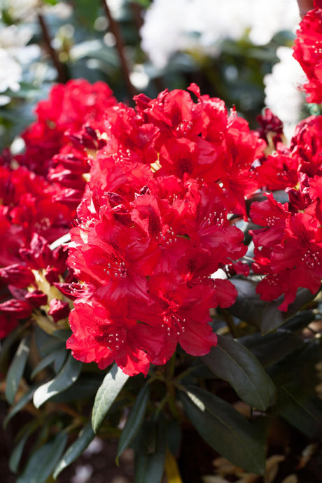 Rhododendron Hybr. 'Erato' mit Blüte, erhältlich von 30-40 bis 70-80 cm; Einsatz: ;;ab 38,50 Euro