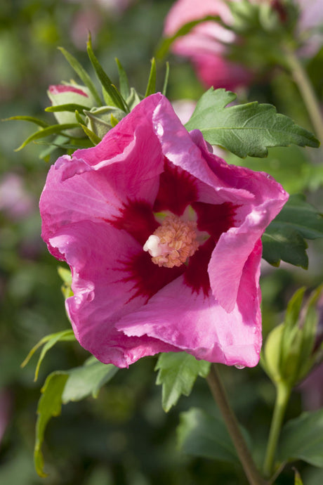 Hibiscus syriacus 'Pink Giant' mit Blüte, erhältlich von 100-125 bis 200-250 cm; Einsatz: ;;ab 113,00 Euro