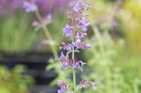 Nepeta x faassenii 'Six Hills Giant' mit Blüte; Einsatz: , ;;ab 2,91 Euro
