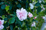 Rosa 'Albertine' KL; hier mit Blüte; lange Blütezeit; Einsatzmöglichkeit z.B. : Rankgitter;;ab 16,25 Euro