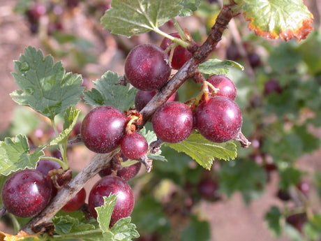Ribes Jostabeere 'Dr. B. Jogranda' mit Früchten, erhältlich von 3- bis 80-90 cm; Einsatz: ;;ab 17,80 Euro
