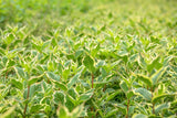 Weigela florida 'Nana Variegata' mit Sommerbelaubung; Einsatz: Bienenweideattraktive Blüten;;ab 18,90 Euro