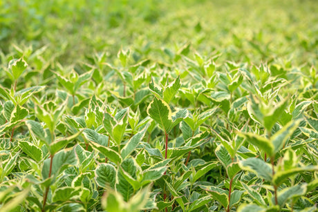 Weigela florida 'Nana Variegata'; hier mit Sommerbelaubung; attraktive Blüten; Einsatzmöglichkeit z.B. : Bienenweide;;Pflanzen vom Profi