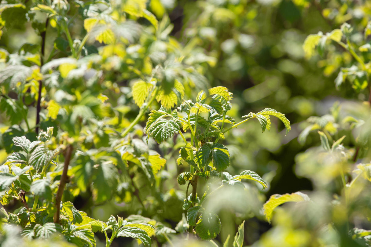 Rubus id. 'Fallgold' mit Belaubung; Einsatz: ;;ab 16,40 Euro
