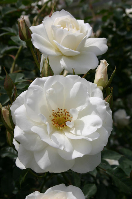 Rosa 'Schneekönigin' BDR mit Blüte; Einsatz: Einzelstellungschöne Blüten;;günstig mit Qualität