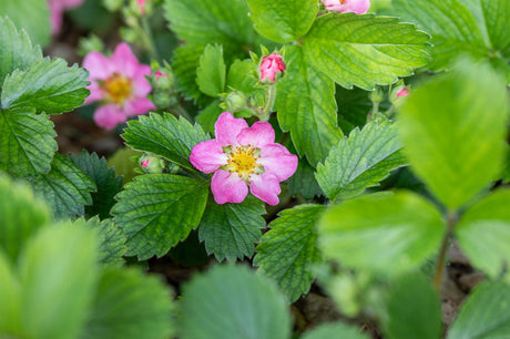 Fragaria vesca var. semperfl. 'Alexandria' , ;;ab 2,49 Euro