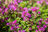 Thymus praecox 'Red Carpet'; hier mit Blüte; aromatisch; Einsatzmöglichkeit z.B. : Steingärten;;ab 0,00 Euro