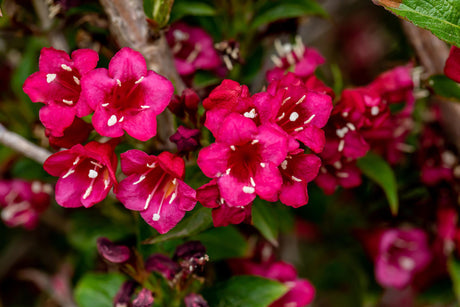 Weigela 'Eva Rathke' mit Blüte, erhältlich von 40-60 bis 200-250 cm; Einsatz: ;;ab 6,90 Euro
